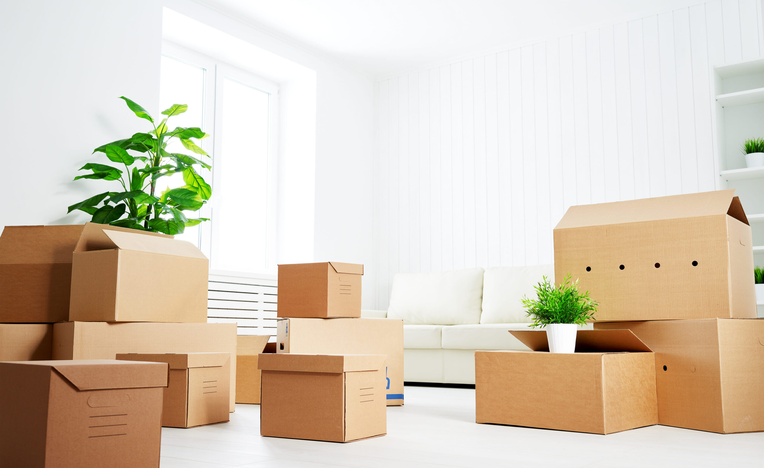 how to move plants