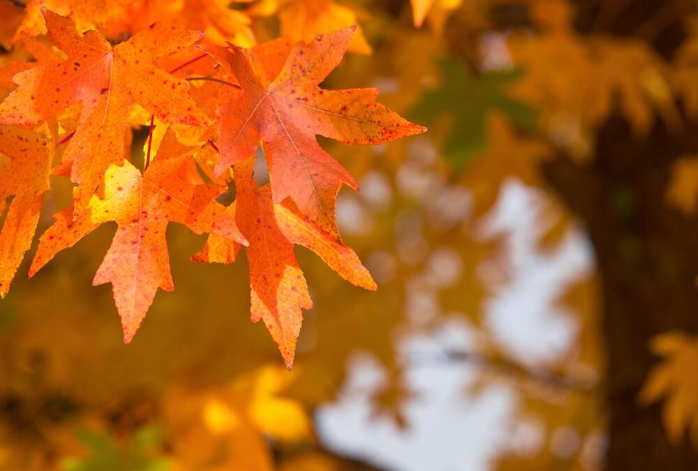 Tips for Moving in the Fall